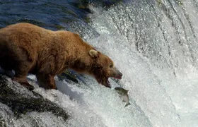 Brooks Falls Katmai Bear Viewing in a Float Plane