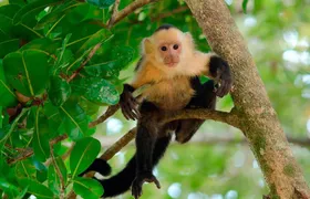 4 Day Tambopata Jungle Tour with Local Guide