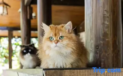 ‌The Secret Garden of Cats & Wolf's Den | Barista Courtyard Cafe & Inn (Wuyi Street)