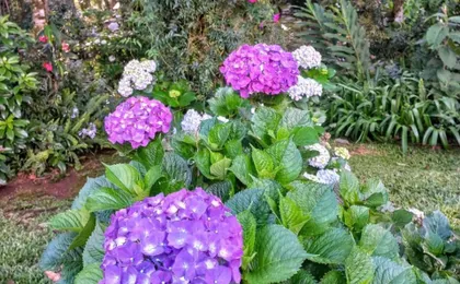 Recanto Dos Jasmins Gramado (Adults Only)