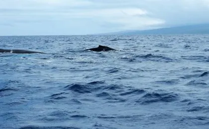 Ka Hale Kealoha