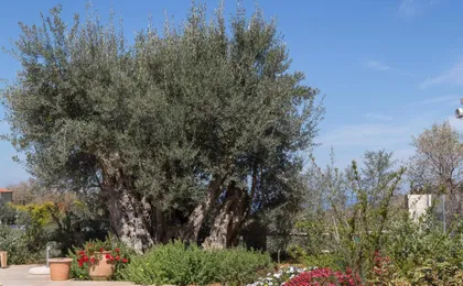 Vederi Estate