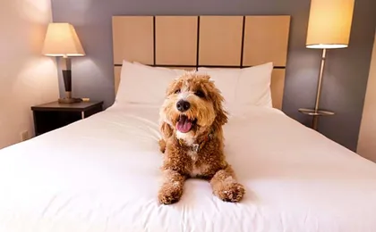 Sonesta Simply Suites Garden Grove Anaheim