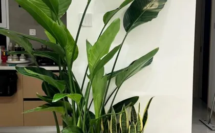 Shenzhen Shenting Hotel Apartment