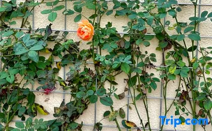 Xianqingshan Homestay (Xihu Qingzhiwu)