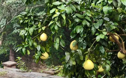 Chongqing ju Shang homestay