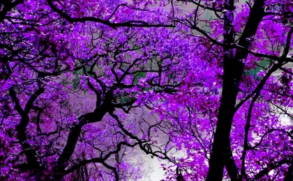 Violet #Colony_White_Tower