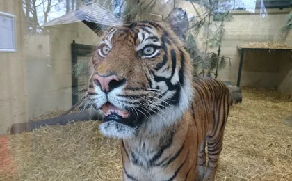 Violet Bank Apartment New Town