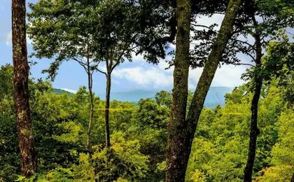 Sweet Refrain · Sweet Refrain in Pisgah Forest with VIEW