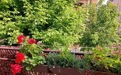 Guesthouse Calvart25