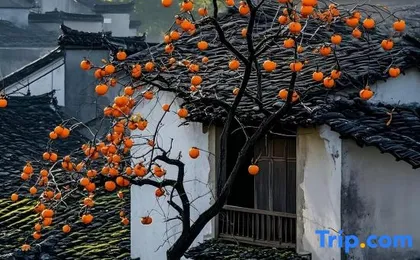 Dali Shishi Rugao Inn (Dali Bohai Caicun Branch)