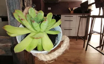 Apartmani Kiko