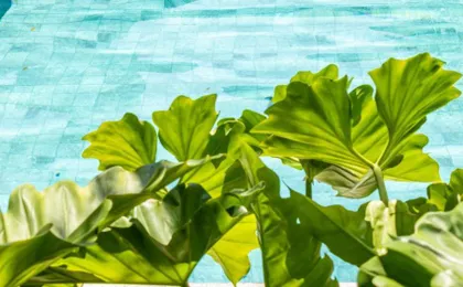 Oasis Urbano Faria Lima