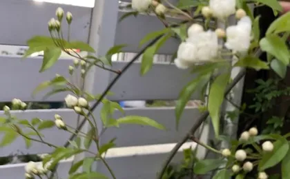 La Jardin de Thé