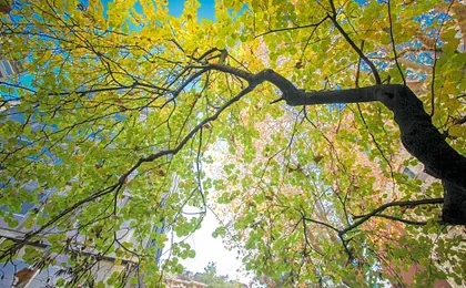 The Grove