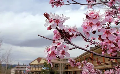 Holiday Inn Resort The Lodge at Big Bear Lake By IHG