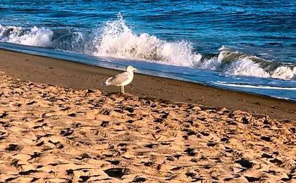 Ocean Surf Resort