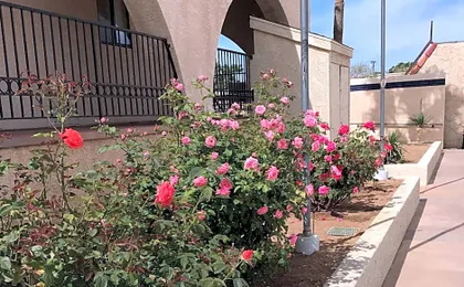 Americas Best Value Inn & Suites Joshua Tree National Park