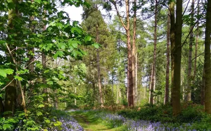 Hollicarrs – Sunflower Lodge