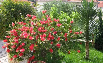 Apartments by the Sea Trogir - 8683