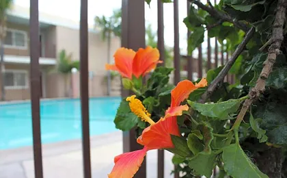 Budget Inn Anaheim near Disneyland Drive