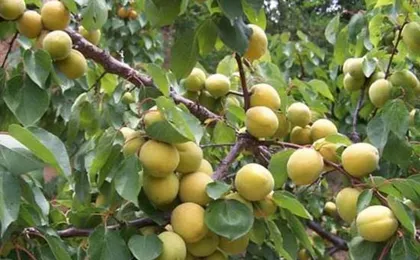 International Seed Industry Training Center