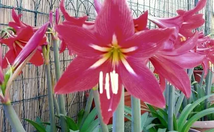 Il Giglio Rosso