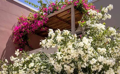 Rose Bay Hotel
