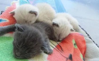 CATmosphere 2